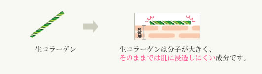 生コラーゲンは分子が大きく、そのままでは肌に浸透しにくい成分です。イメージ画像